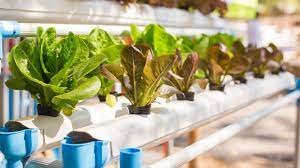 Hydroponic Nutrient Solution – Growing Your Plants in a Hydroponic Environment